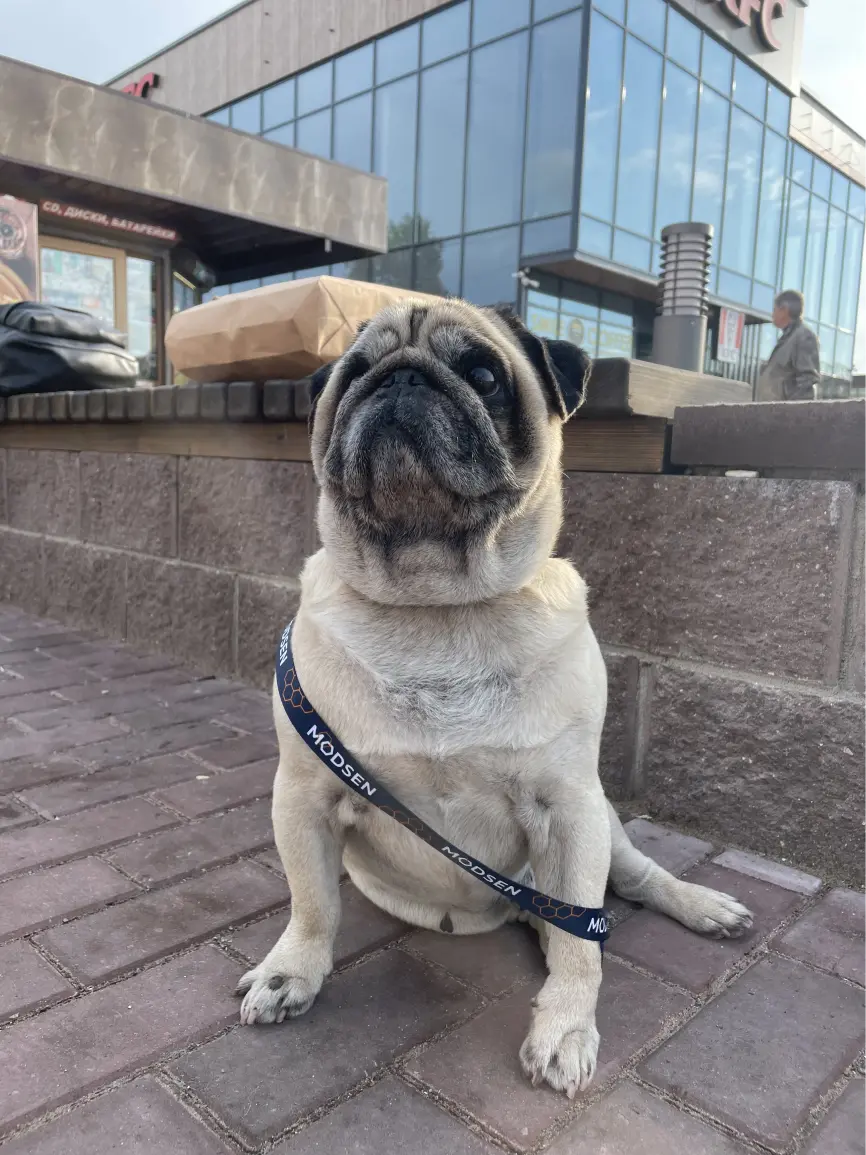 Modsen dog Modsen dog